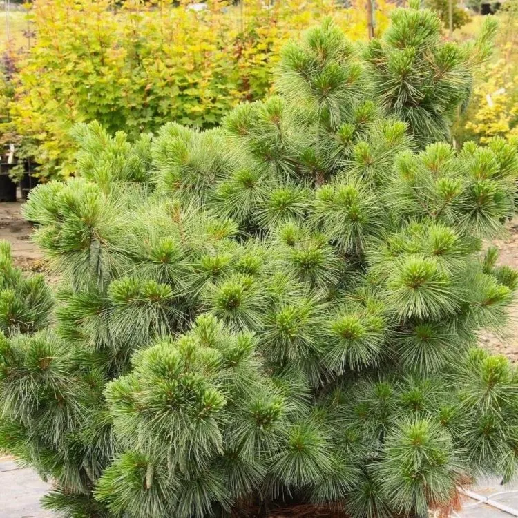 Сосна веймутова Коннектикут Слейт 25-30 cm cont. 4,0L Mt 