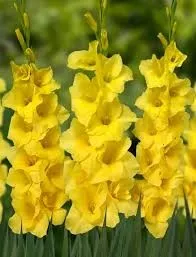 Луковица Гладиолус  Бананарама 14/16  10 шт/уп 