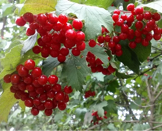 Калина плодовая Таежные рубины v5 Tim 