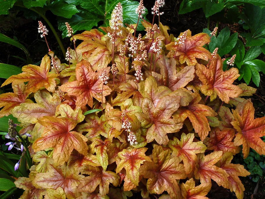 Гейхерелла Брасс Лантерн ,С2 ЦО 