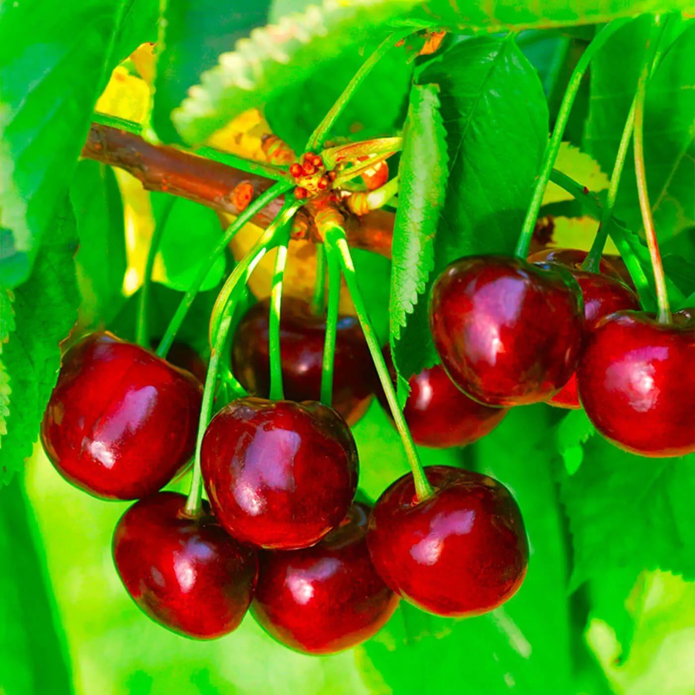 Черешня Подарок Степанова v7 100-140 Tim 