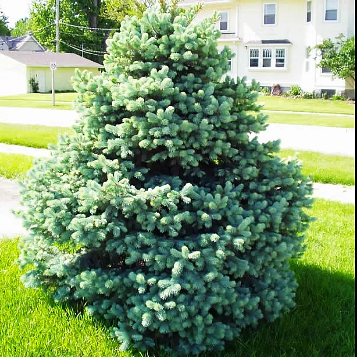 Ель колючая Беби Блю Айс 150-175 Sav 