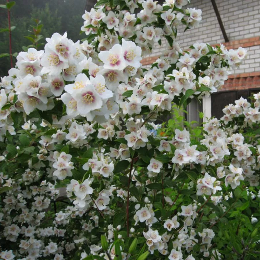 Чубушник Необычный v2 Lav 