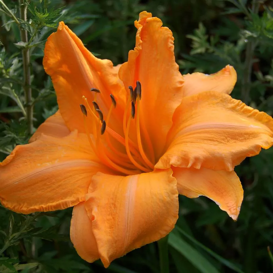 Лилейник Раффлд Априкот Tim 