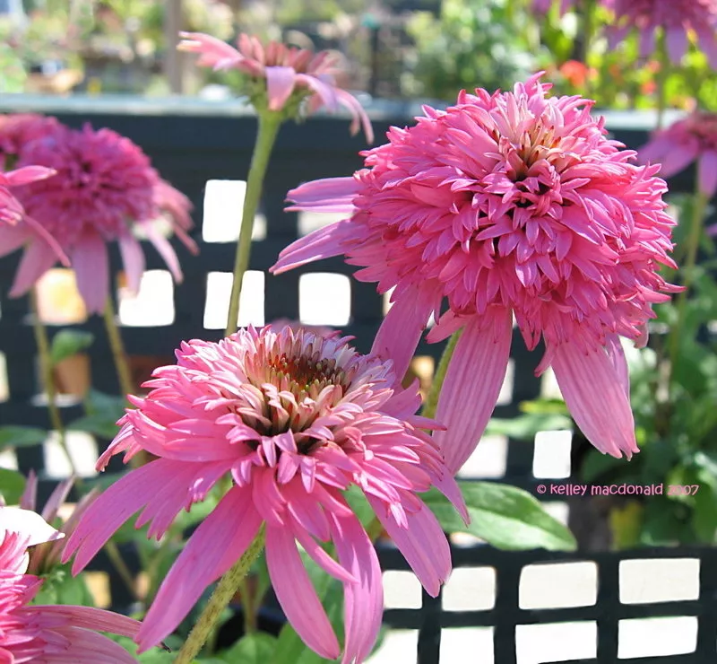 Корневище Эхинацея пурпурная Даблдекер,1 шт. 