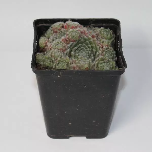 Молодило в ассортименте Р9 Tw 