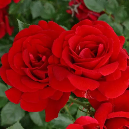 Я_Роза плетистая Симпатия с5, Tim 