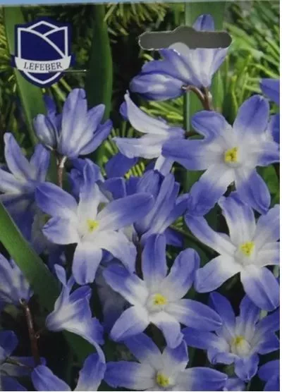 Луковица Хионодокса Люцилиа смесь 5/6, 25 шт/уп 