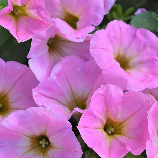 Петуния Шар Потуния Плюс розовая D23 ПВ 