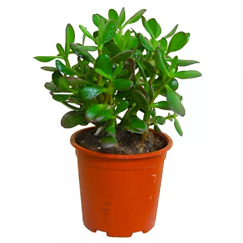 Основное изображение