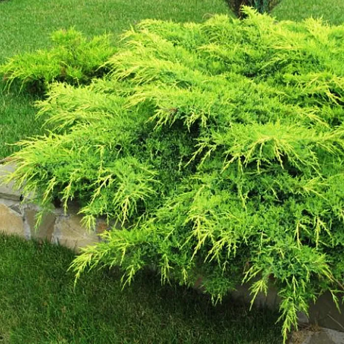 Растение можжевельник средний Pfitzeriana P9 UL 
