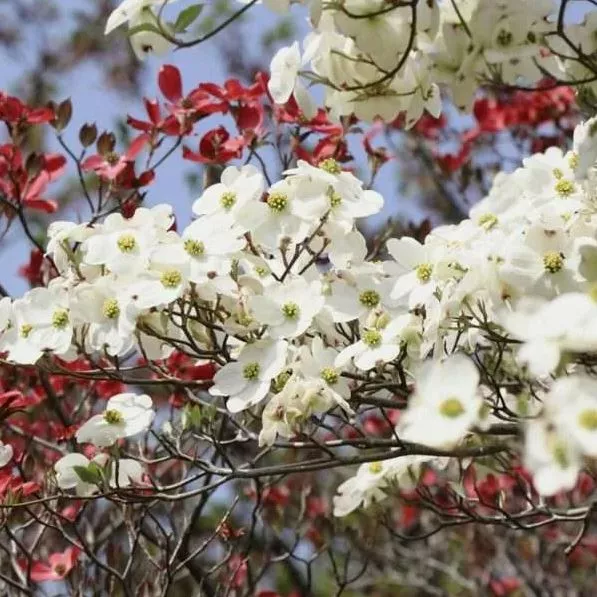 Кизил цветущий v2 Lav 