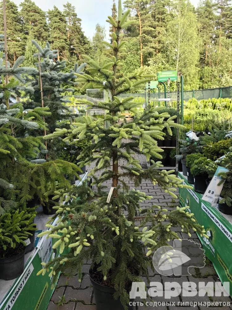 Ель колючая Глаука Пендула C15 120-140 Bor 