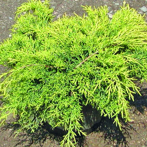 Можжевельник пфитцериана Олд Голд С2, 10-20см BL 