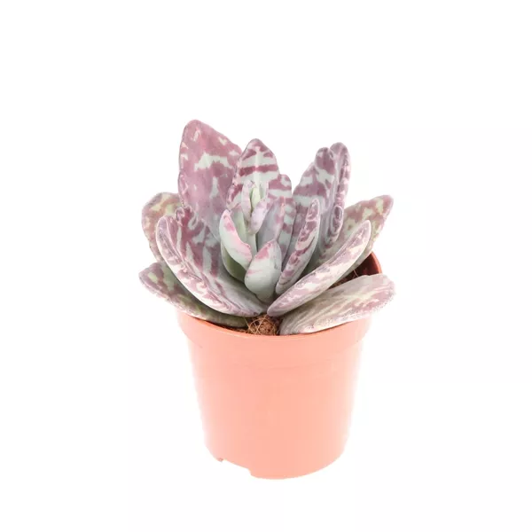 Каланхоэ зебра d5 h10 