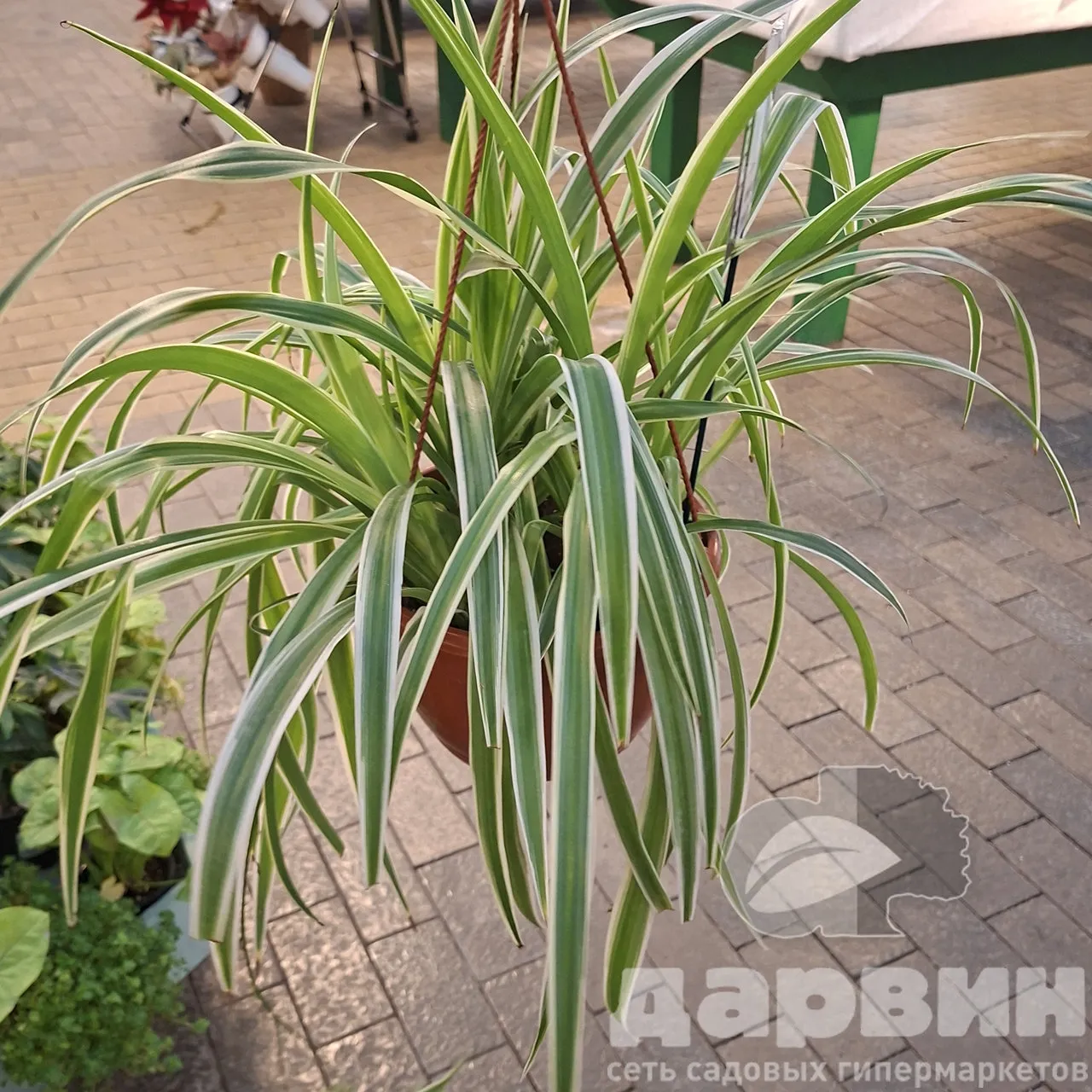 Хлорофитум в кашпо д23 тим WM