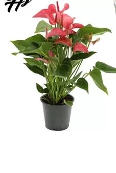 Антуриум Андреанум Романтико d12 h35 