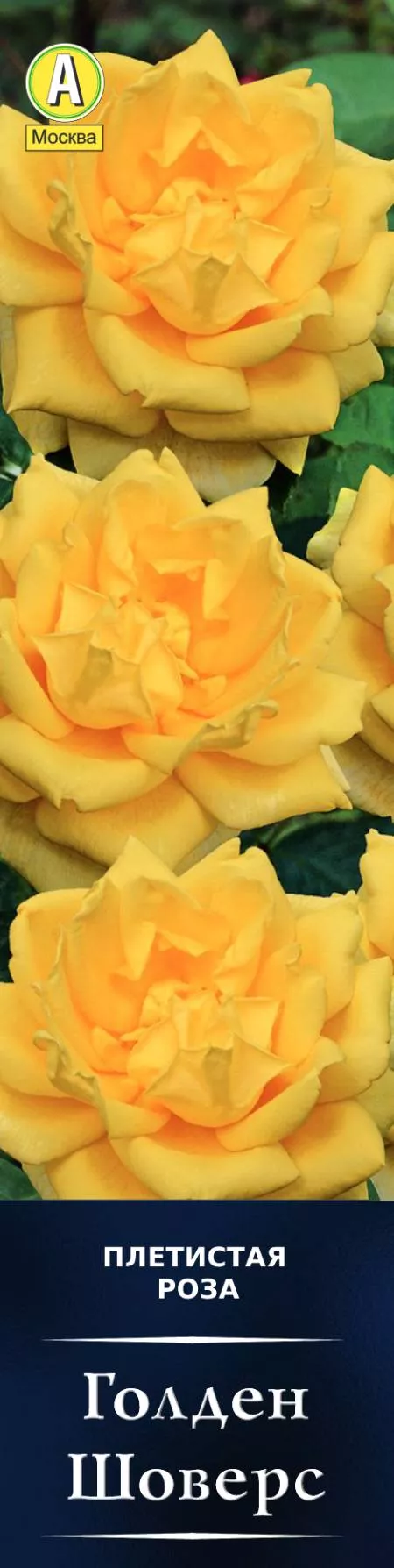 Роза плетистая Голден Шоверс в коробке Аэлита 