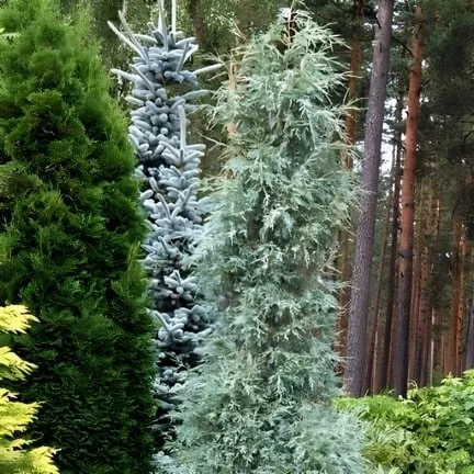 Можжевельник скальный Спрингбанк  C7,5 100-120 Bor 