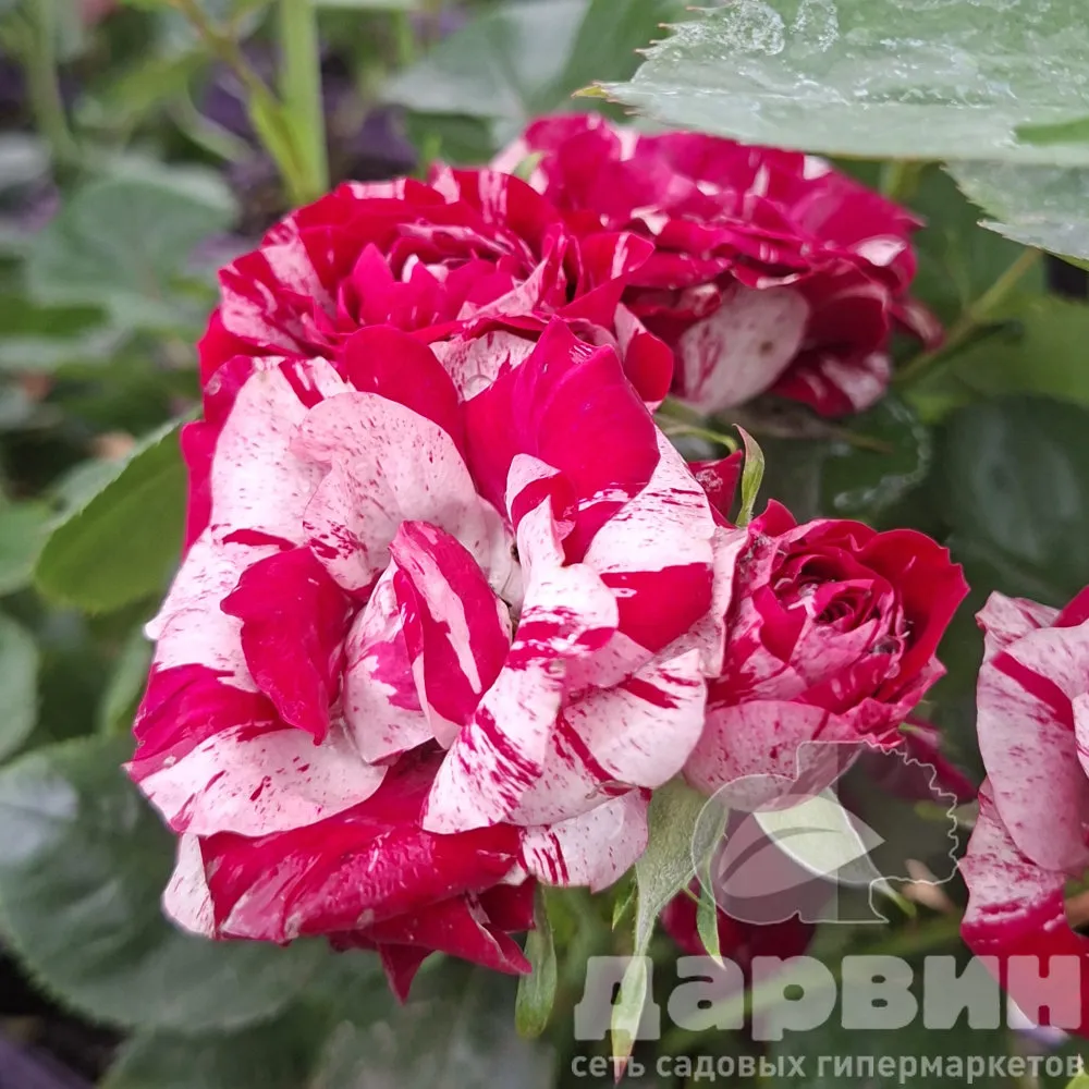 Роза спрей Арроу Фолиес v5 Lav 