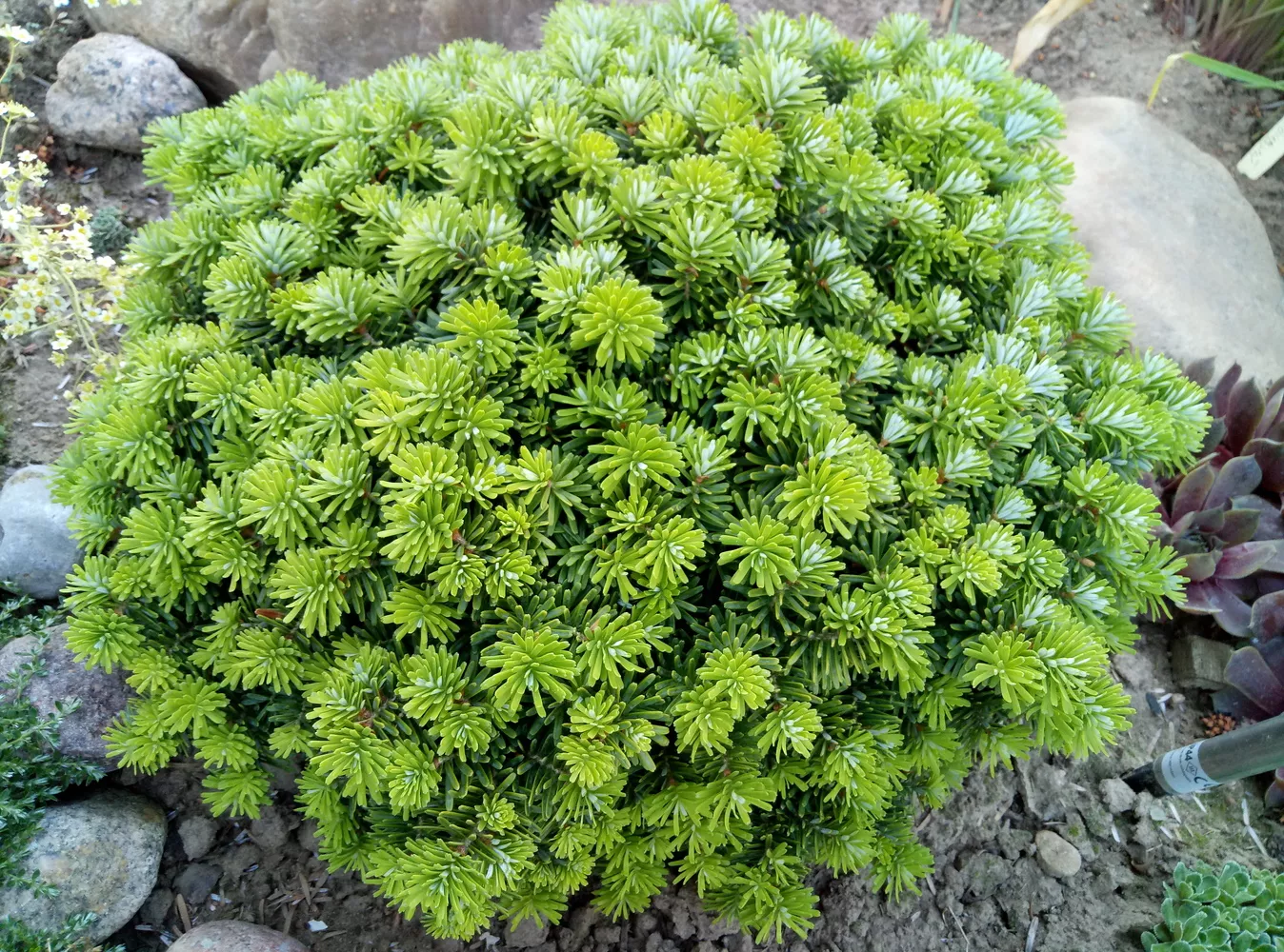 Пихта корейская Бриллиант v18 40+ Tw 