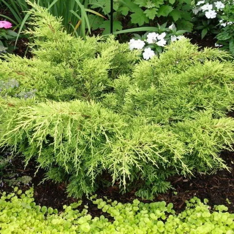 Растение можжевельник чешуйчатый Олголд с2/15-20 Lt 