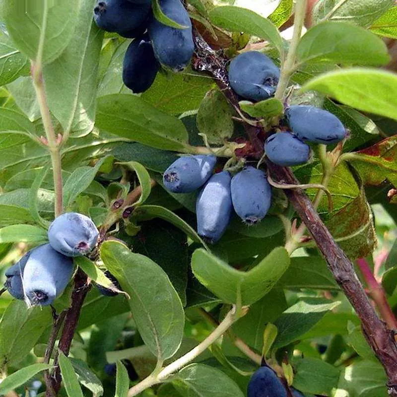 Я_Жимолость Чулымская v2-3 Tim-FT 