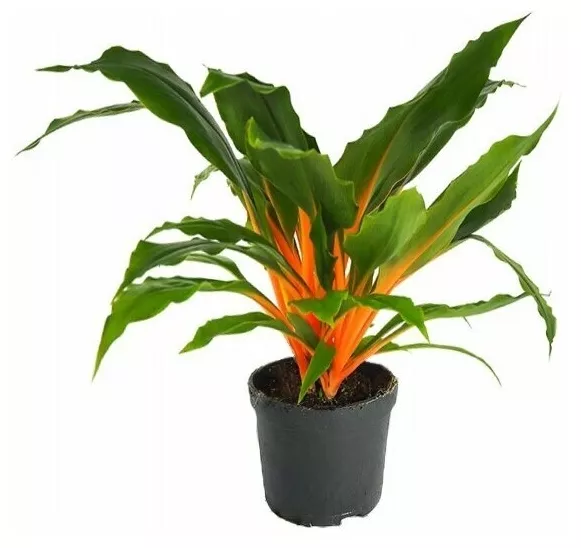 Хлорофитум Грин Оранж d12 h10 ХР 
