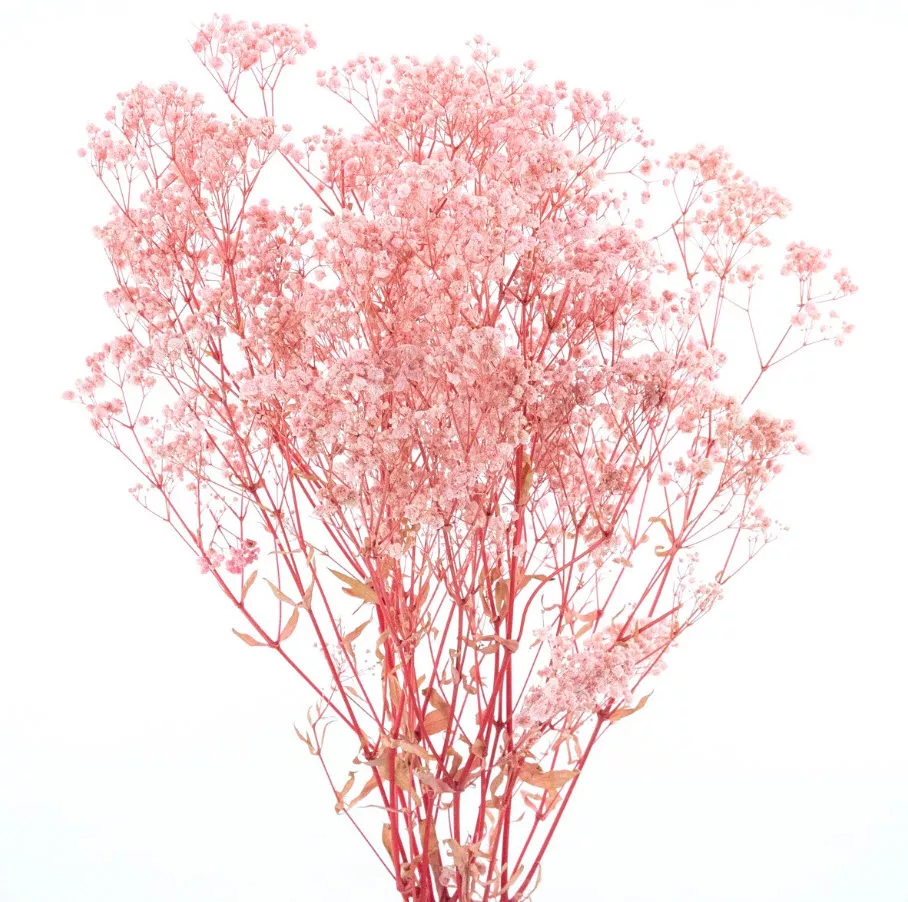 Сухоцветы Гипсофилы набор 120гр 75см, светло-розовый по цене 