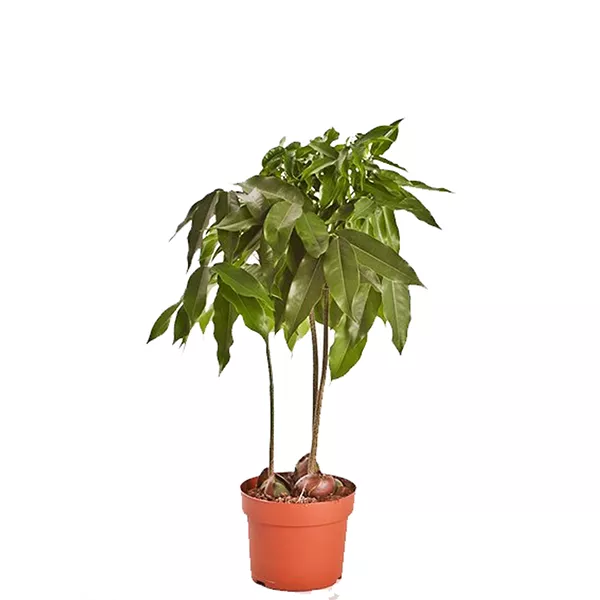 Каштан австралийский (Кастаноспермум) d8 h25 