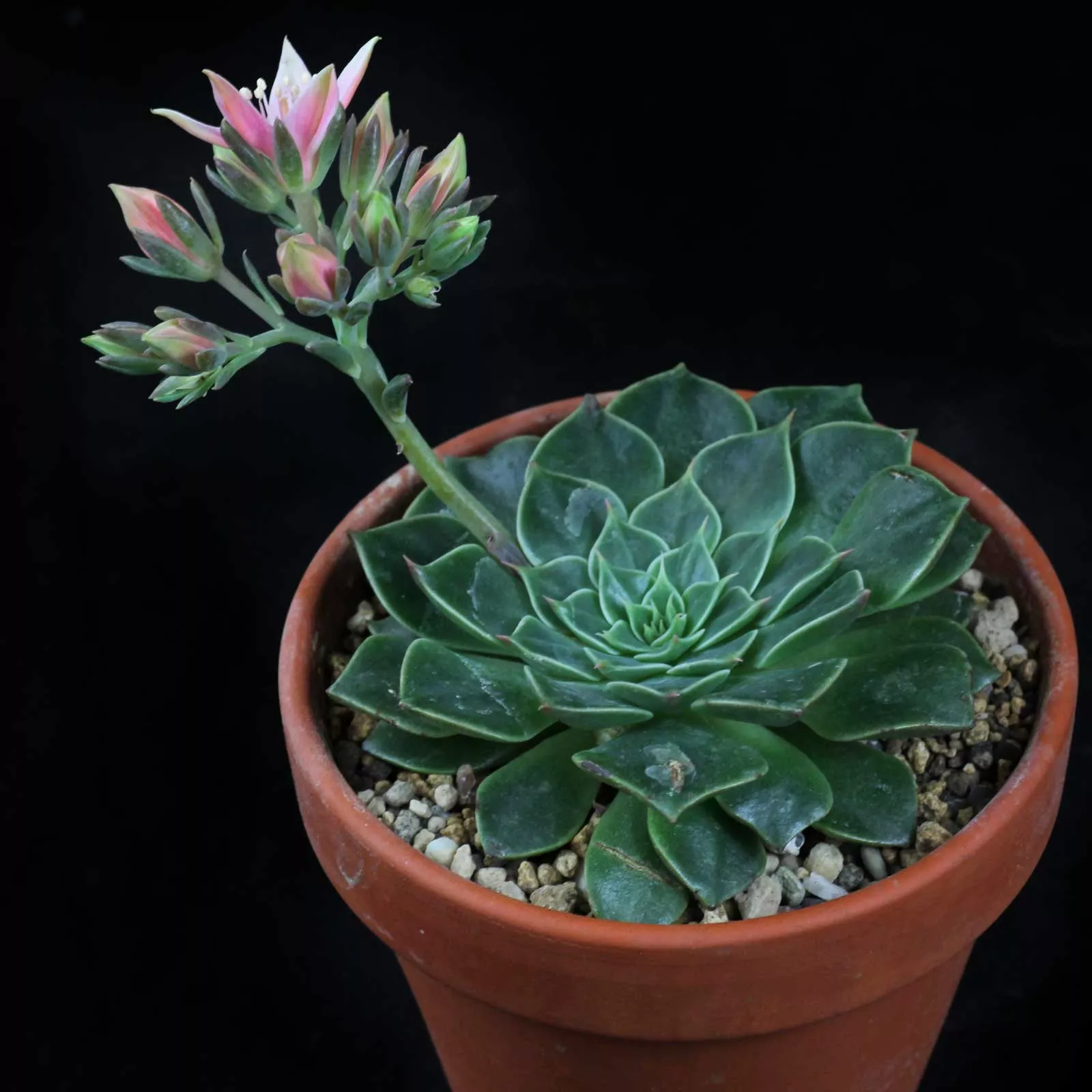 Граптопеталум  d7 