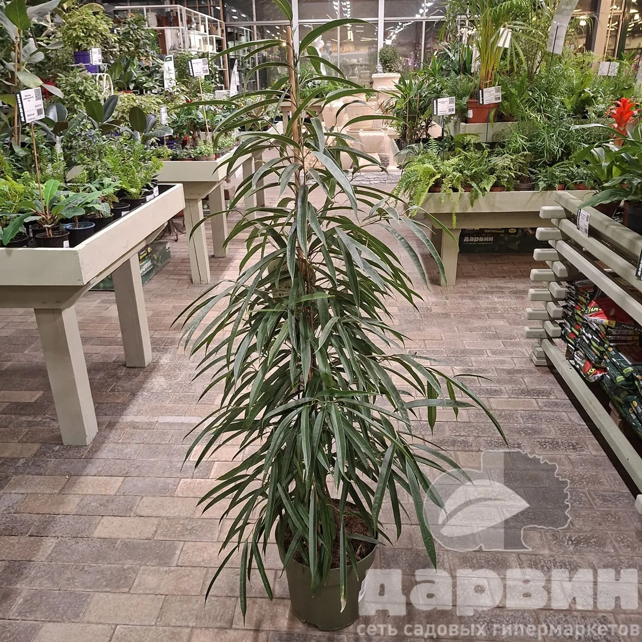 Фикус биннендийка Али d27 h150 