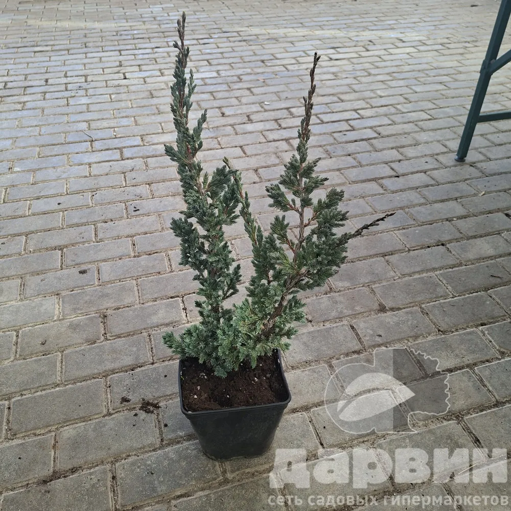 Можжевельник чешуйчатый Блю Карпет v5 Lav 