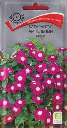Семена Катарантус ампельный Атлант 10 шт  Поиск 