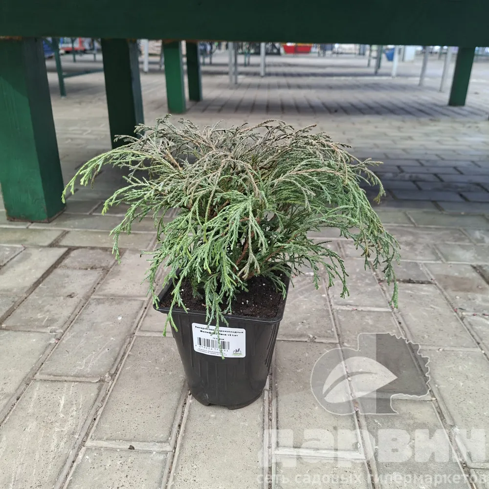 Кипарисовик горохоплодный Филифера Нана v2 Lav 