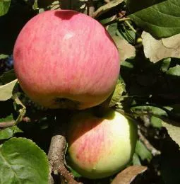 Яблоня Бессемянка мичуринская 3-х летка 