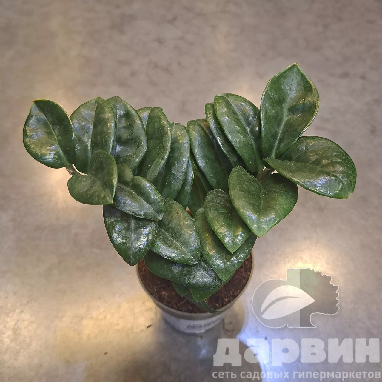 Замиокулькас Зензи d9 