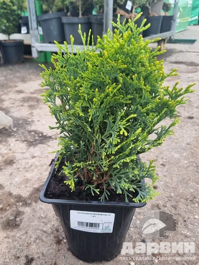 Туя западная Вотерфилд v2 Lav 