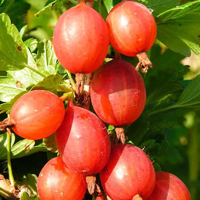 Крыжовник Машенька оранжево-красный v3-5 Tim 