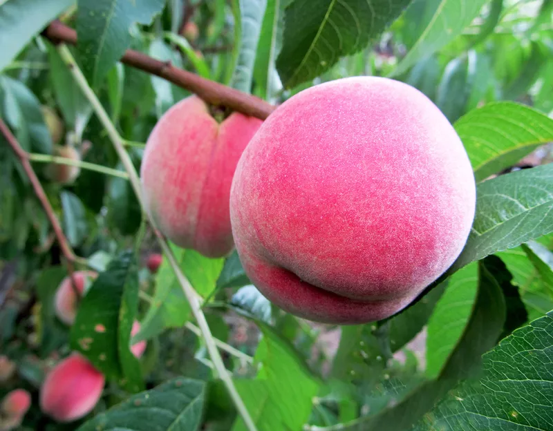 Персик Киевский ранний С10 Н140-160 ЦО 