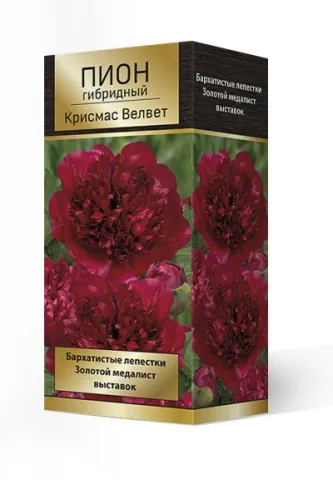 Кореневище Пион гибридный  Крисмас Велвет 1шт Поиск 