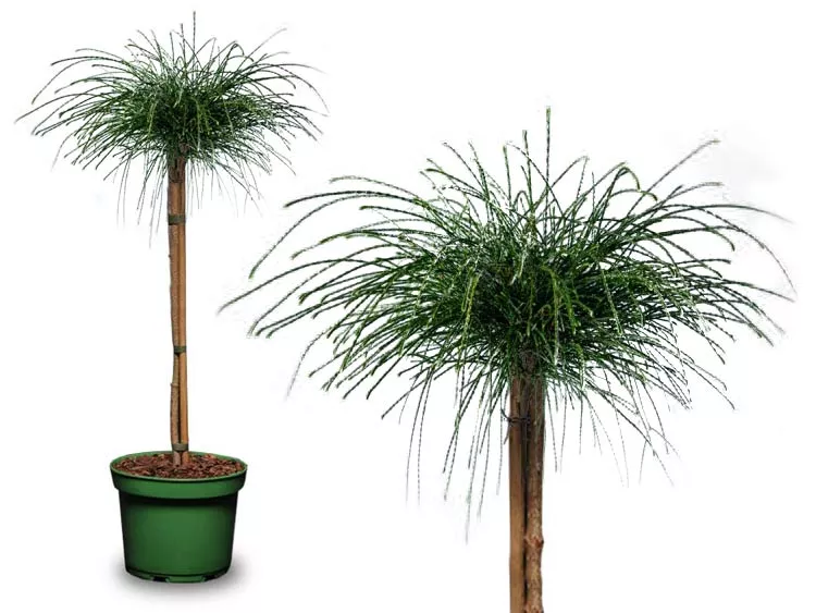 Туя западная Випкорд v20 180см штамб 