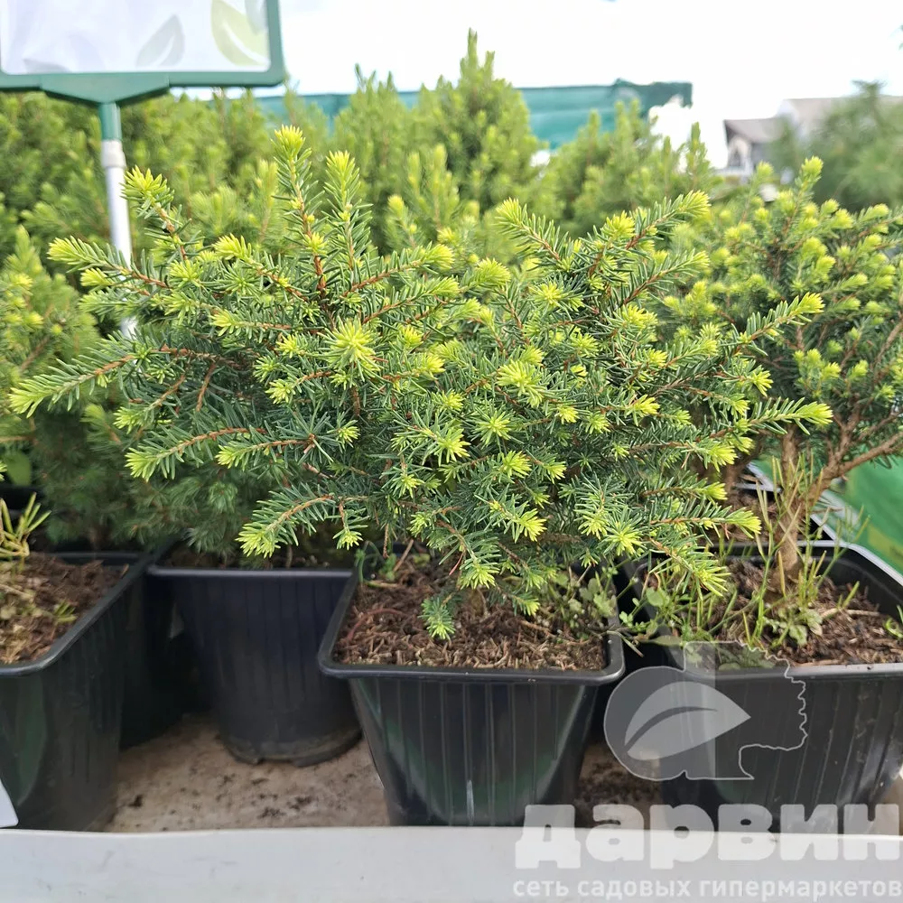 Ель сербская Карел v2 Lav 