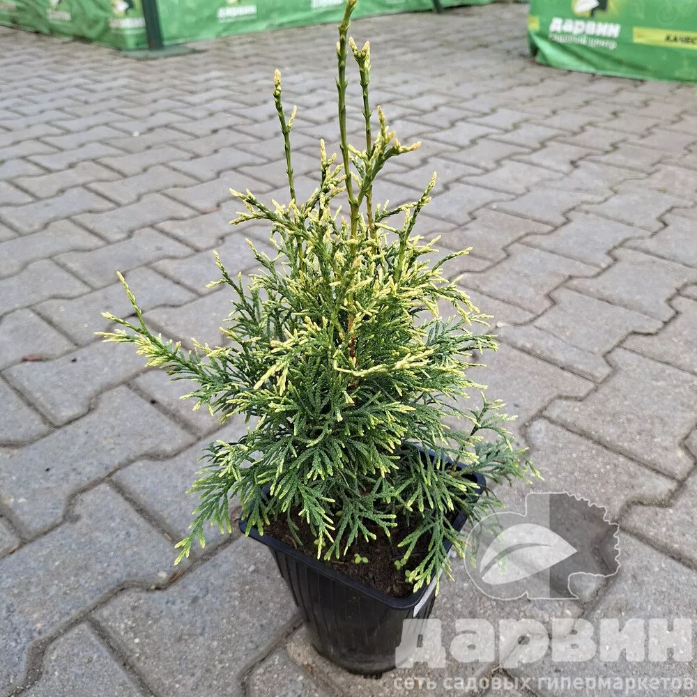 Туя западная Столвик v5 Lav 