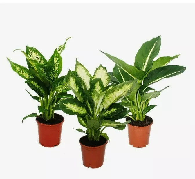 Диффенбахия d21 ХР 