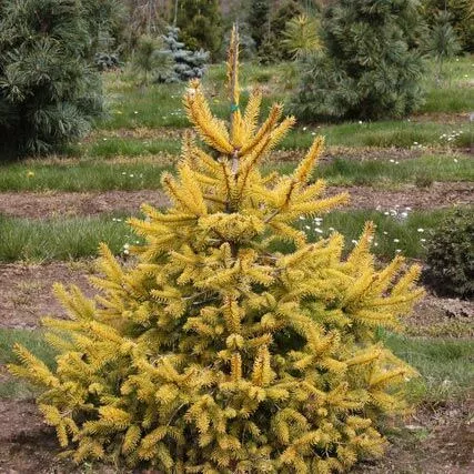 Ель обыкновенная Ауреа Магнифика v5 40-60 Bor 