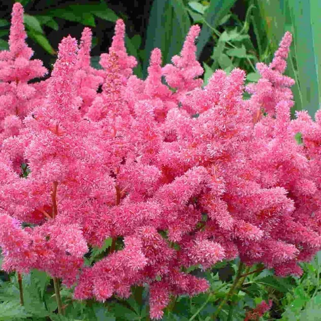 Корневище НВМ Астильба Розовая 11/12 1шт 