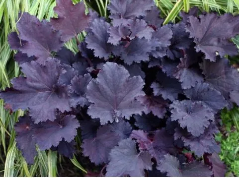 Гейхера гибридная Бинош I 1шт Поиск 