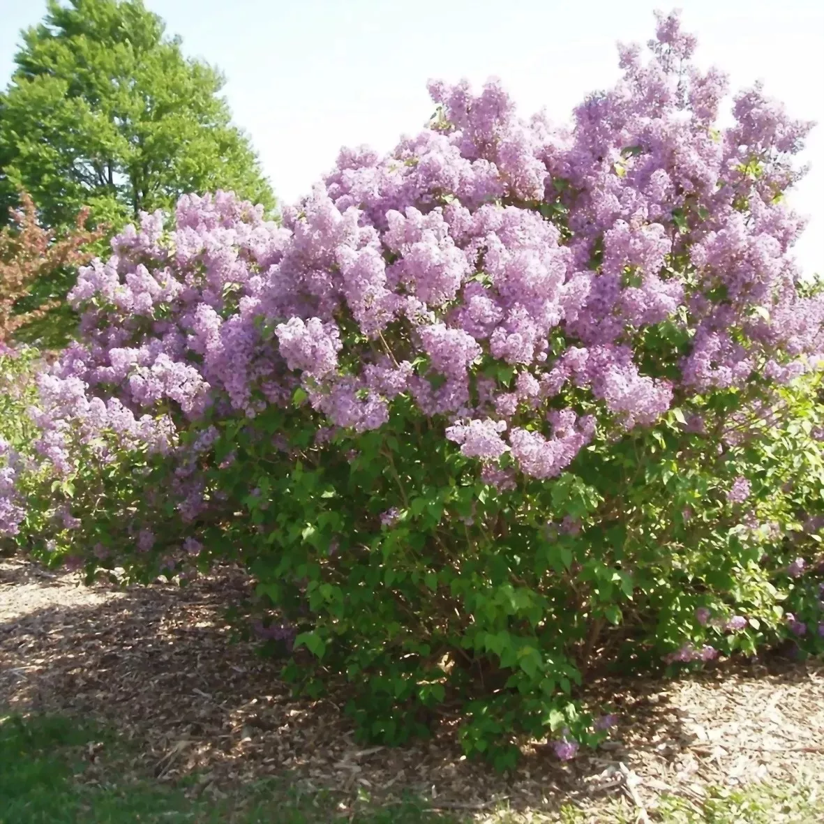 Сирень обыкновенная Бель де Нанси v2 Lav 