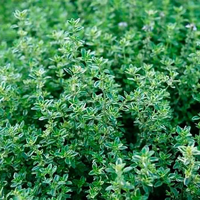 Тимьян p9 Push 